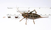 Mormon cricket life-stages