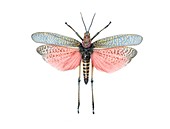 Phymateus grasshopper