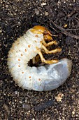 Cockchafer larva (Melolontha melolontha)