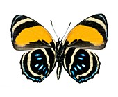 Callicore aegina butterfly