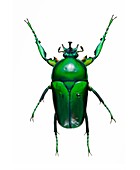 Neptunides flower beetle