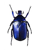Torynorrhina flower beetle