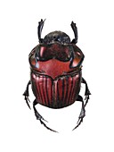 Phanaeus dung beetle