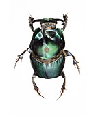 Onthophagus dung beetle