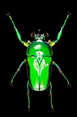 Neptunides flower beetle