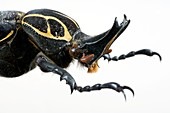 Inca scarab beetle head