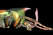 Theodosia flower beetle head