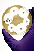 E. coli bacteria sensitivity test