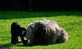 Herdwick ewe with lamb