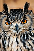 Bengalese eagle owl