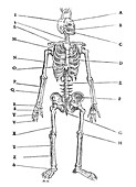 Human skeleton,historical artwork