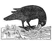 Crow,historical artwork