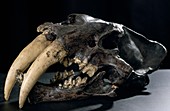 Sabre-toothed cat's fossil skull