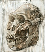 Australopithecus afarensis skull
