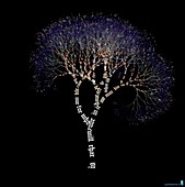 Words visualised as a tree