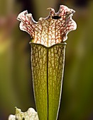 Carnivorous Sarracenia pitcher plant,fly