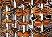 Muller Butterfly Tiger Mimicry Complex 1