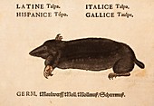 1560 Gesner mole scientific translation