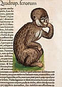 1560 Gesner Barbary macaque monkey ape