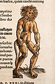 Gesner A Satyr,simian or wild man