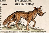 1560 Gesner European Wolf Canis lupus