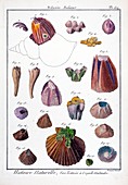 1792 Lamarck barnacles before Darwin