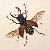 1792 Stag beetle by Edward Donovan