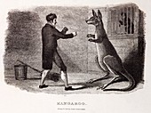 1806 Boxing Australian kangaroo in zoo