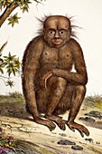 1824 Strange Schinz Orang Orangutan