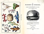 1838 Frontis Mantell "Wonders of Geology"