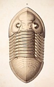 1846 Victorian Trilobite Platycephalus