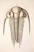 1846 Victorian Trilobite Paradoxides