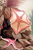 1854 Philip Gosse colour litho starfish