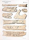 1863 Lartet Prehistoric animal carving