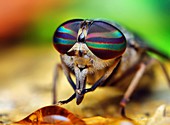 Striped horsefly