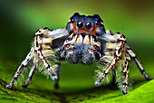 Jumping spider