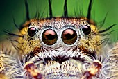 Jumping spider