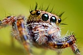 Jumping spider