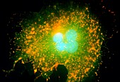 Fibroblast cells,fluorescence micrograph