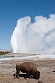 American bison at Old Faithful