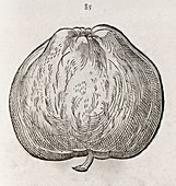 Apple,16th century