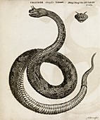 Horned viper,18th century
