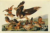 Northern bobwhites and a hawk,artwork
