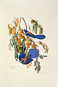 Bay-breasted warbler,artwork