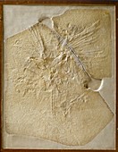 Archaeopteryx fossil,London specimen