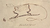 Iguanodon reconstruction,artwork
