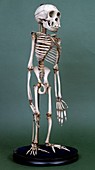 Chimpanzee skeleton