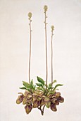 Australian pitcher plant,artwork