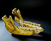 Hundsheim rhinocerous jaw bone