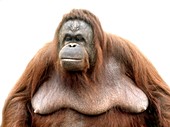 Female adult orangutan